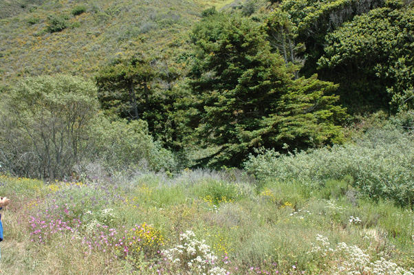 Soberanes Canyon 056.jpg